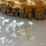 گل صدفی کد 1