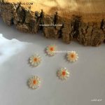 گل صدفی کد 2