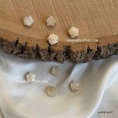 گل رز صدفی کرم - کوچک