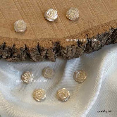 گل رز صدفی کرم - بزرگ